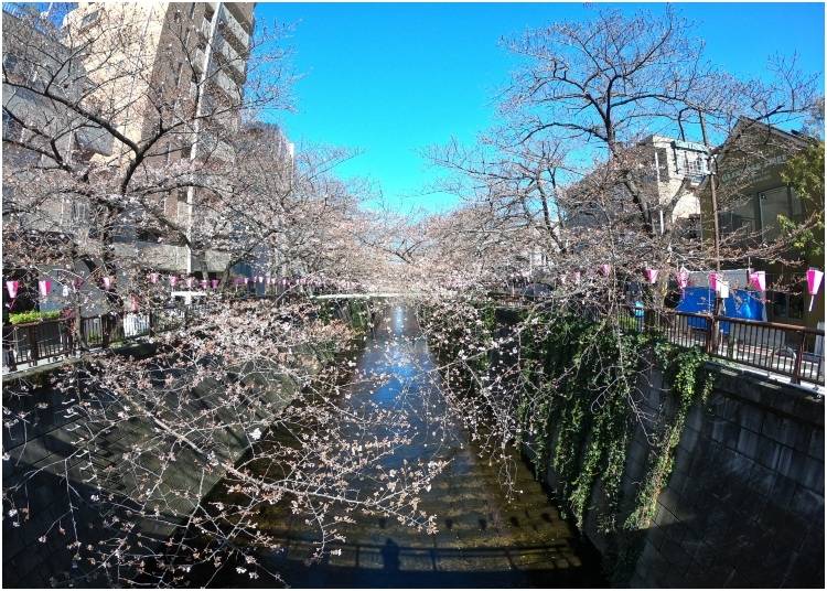 1. Nakameguro: Perfect Spot for Japan's Cherry Blossom Festival!