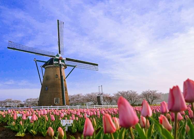 Sakura Tulip Festa Spring 2019: Enjoy the incredible beauty of Japan's famous flower festival!