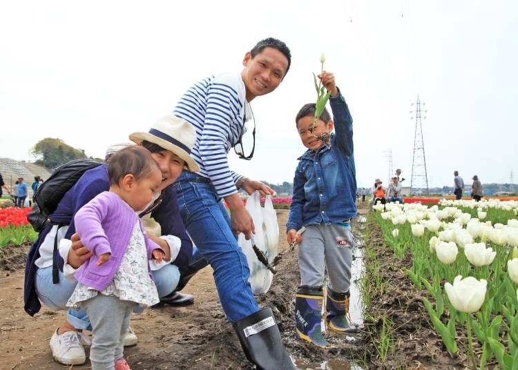 Enjoy the 2019 Sakura Tulip Festa at Sakura Furusato Square!