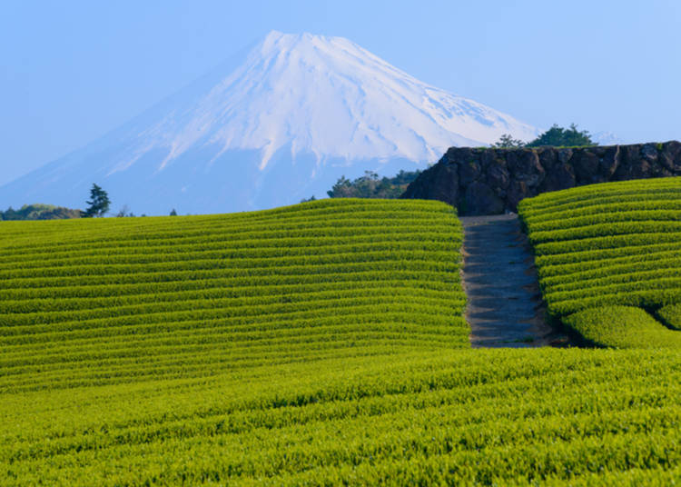 2. Enjoy soothing green tea plantations