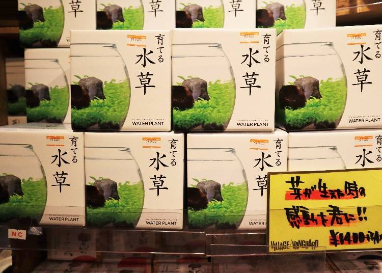 店長さんおススメ③「育てる水草セット」(税別1,400円)