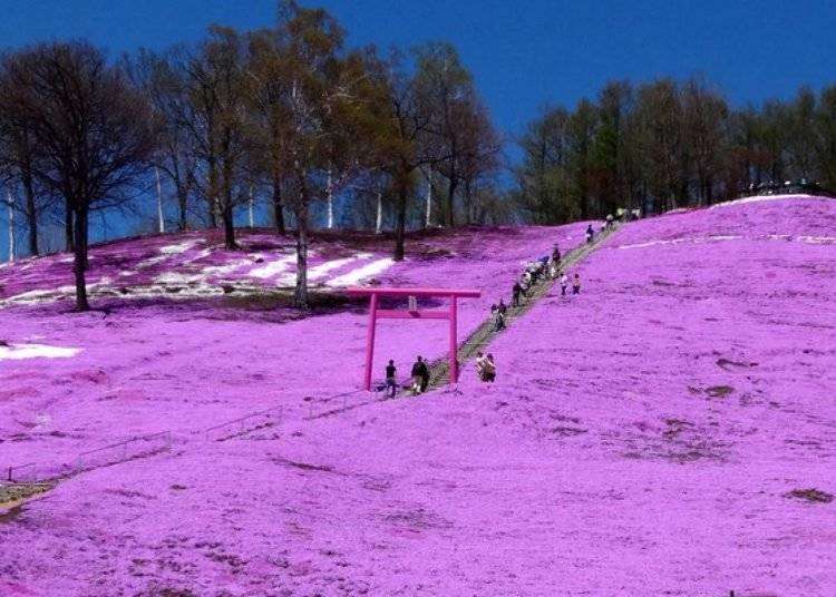 Checking Out Japan's Incredible Floral Landscapes! (Spring 2019 Edition)