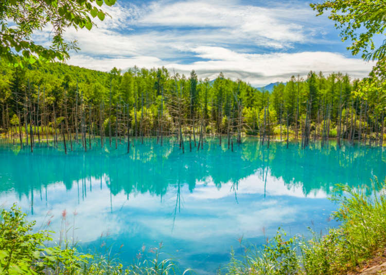 5 Sightseeing Spots You Can’t Miss in Hokkaido's Furano and Biei Area!