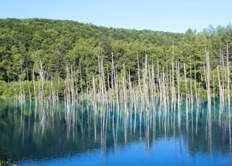 A Postcard-Perfect Picture: The Majestic Blue Pond
