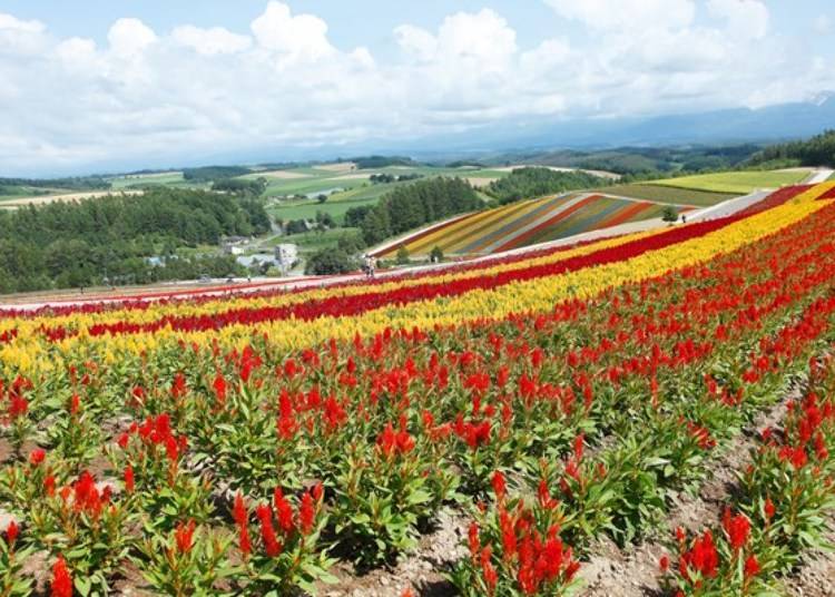 Colorful fields of flowers sprawling throughout the hills: Panoramic Flower Gardens Shikisai-no-oka!
