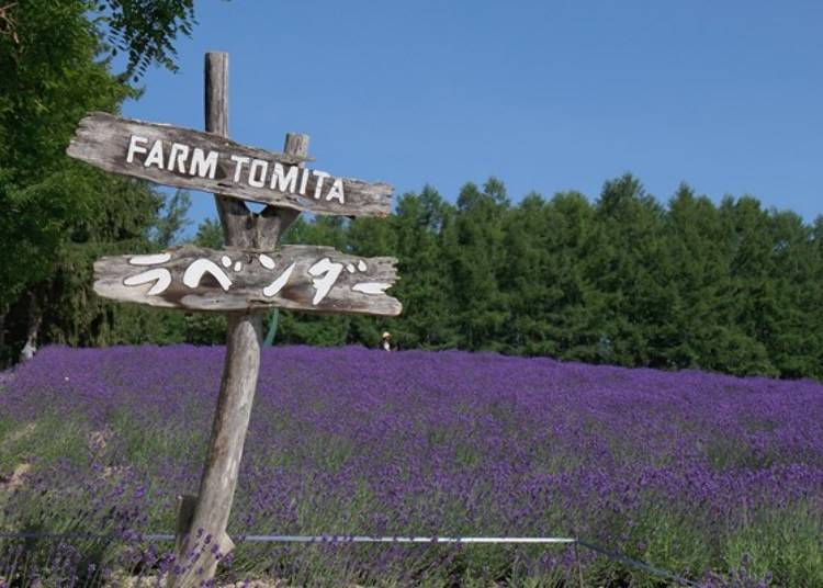 Farm Tomita, famous for its Lavender Field