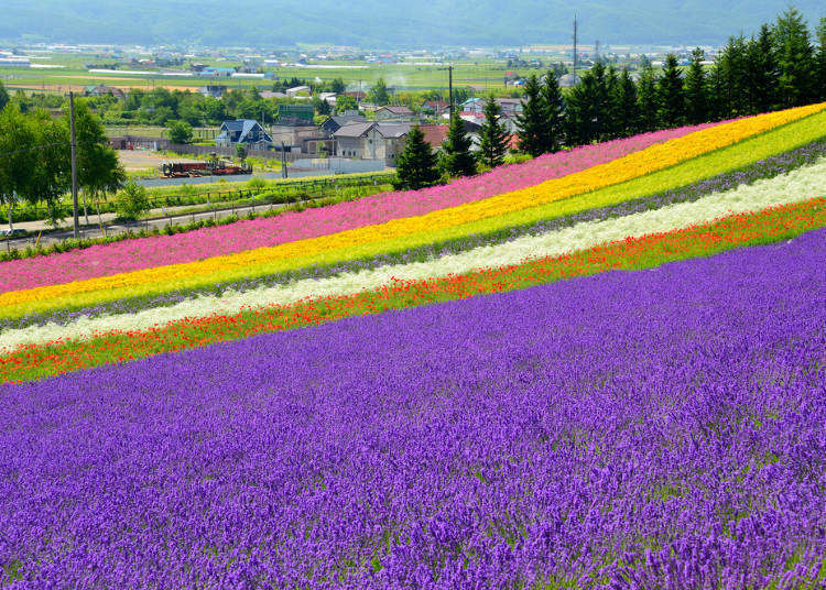 A gorgeous floral wonderland – just a hop away from Sapporo! Day trip to Furano/Biei