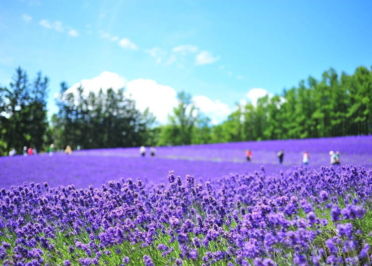 Planning your day trip from Sapporo! The Furano lavender and Biei hill drive