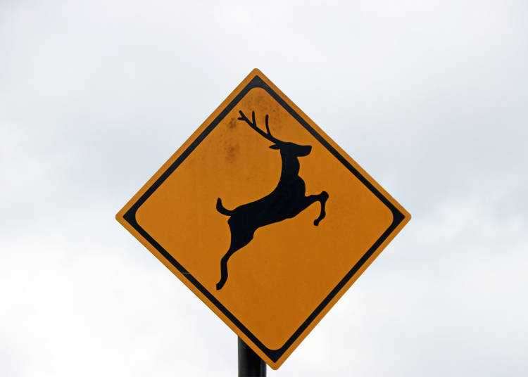Tip 3: Animal crossings and speeding!