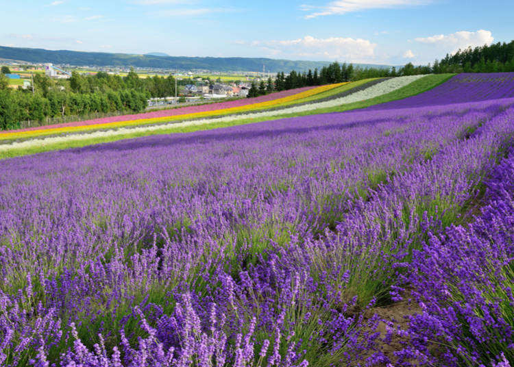 Sights, Eats, Shopping! Quick introduction to Furano and Biei