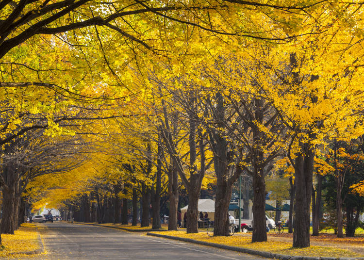 Odori Park