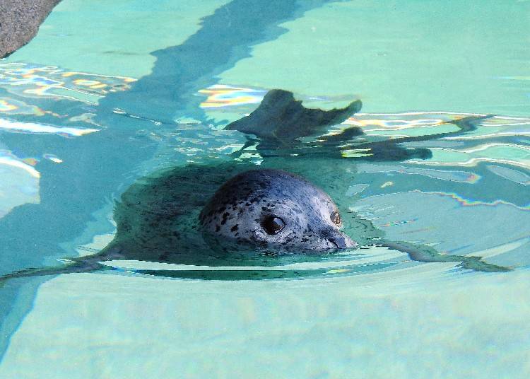 近距離與動物接觸!「札幌市圓山動物園」