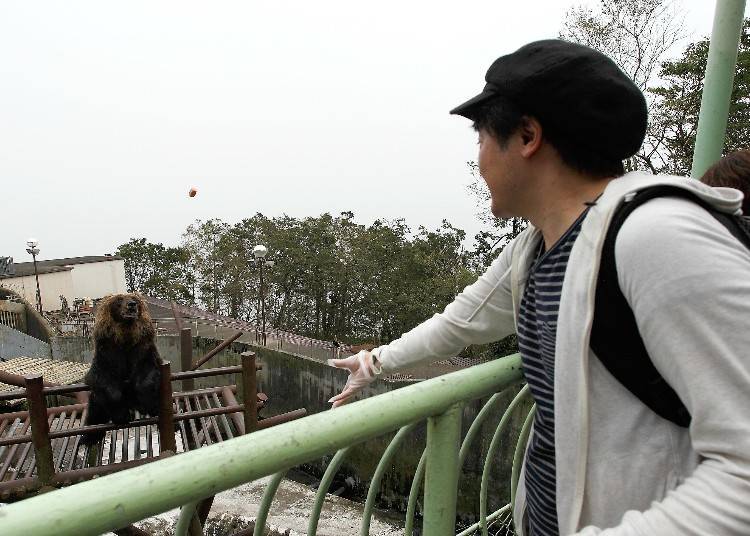 與棕熊來場刺激的相遇!「登別棕熊牧場(のぼりべつクマ牧場)」