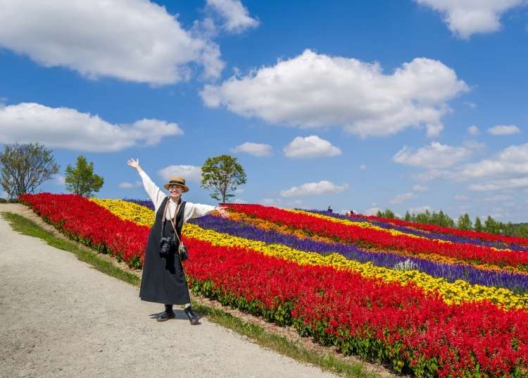 Late June to Early August is the Best Time to View Lavender! Farm Tomita Comprehensive Flower Field Guide