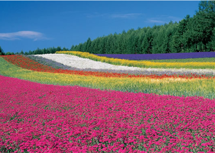 Farm Tomita Highlights and Access