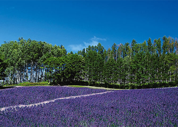 #2. Lavender Forest Field on Hill with Two Types of Lavender in Bloom