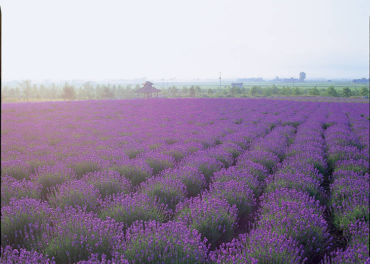 #3. Breathtaking Delicate Gradation! Sakiwai Field Located in the Center of the Farm