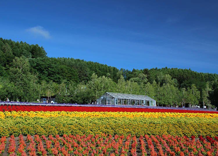 Many Flowers Other Than Lavender!
Other Non-Lavender Flower Fields #1 - Hanabito Field