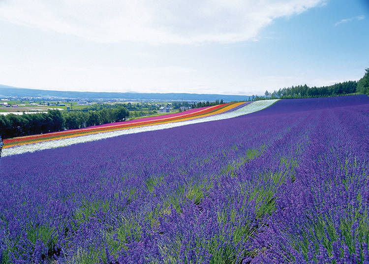 Other Non-Lavender Flower Fields #2 - Irodori Field Spread across a Gentle Slope