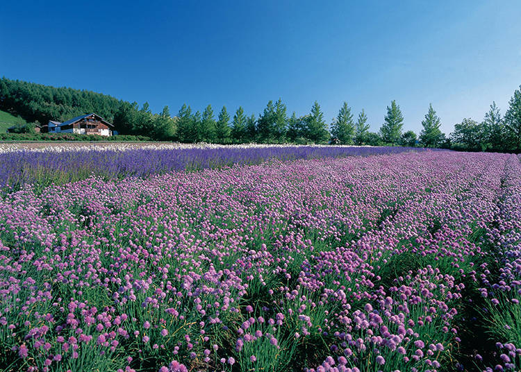Other Non-Lavender Flower Fields #3 - Spring Field and Autumn Field