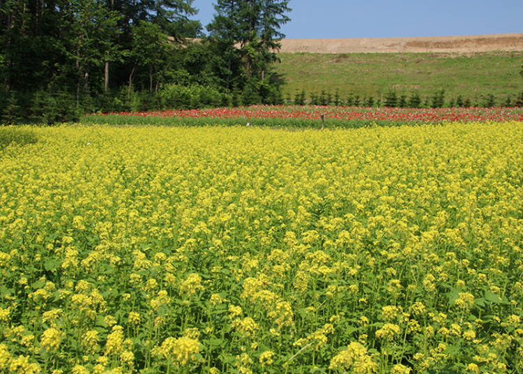Many Unique Flower Fields like the Hilltop Field that Started in 2017