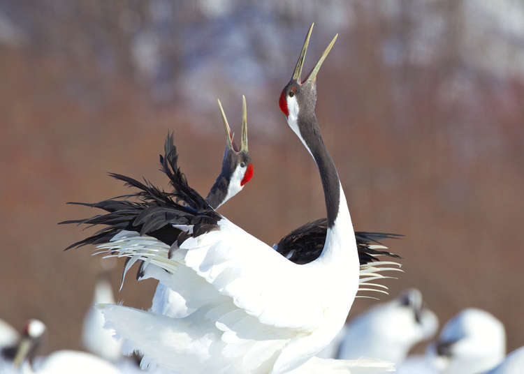 An Expert Introduction to Kushiro Marsh