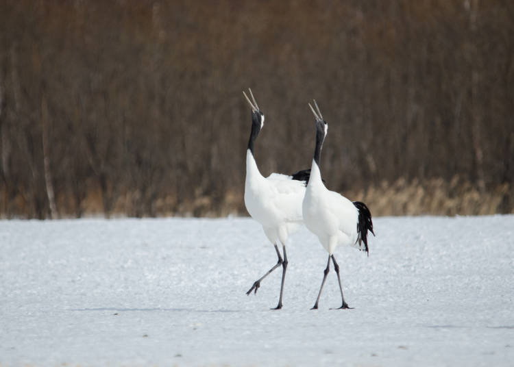 2. Nature and Wildlife
