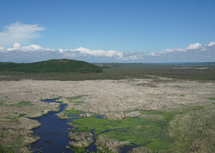 3. What Makes Up the Marsh?