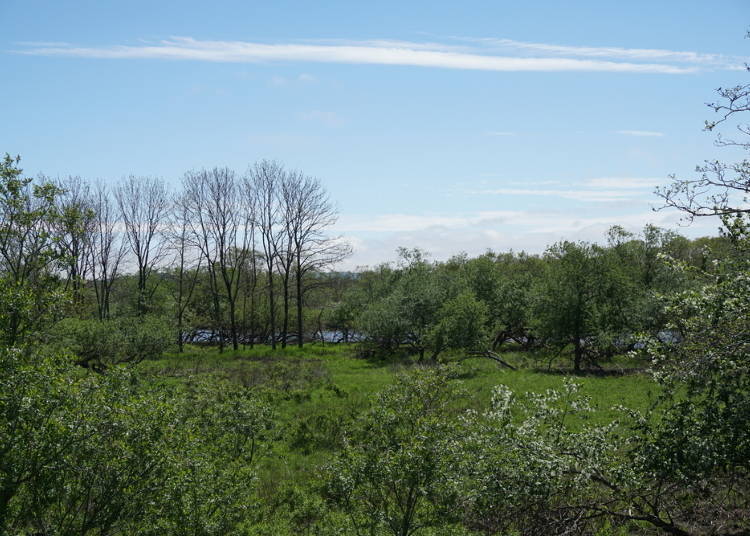4. Inside the Marsh