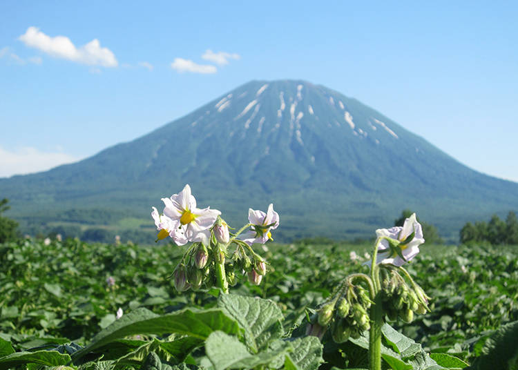 【羊蹄山の絶景 その1】7月上旬の風物詩・ジャガイモ畑と羊蹄山