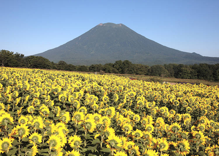 【羊蹄山の絶景 その2】知る人ぞ知る!「東山 花の丘」のヒマワリ畑