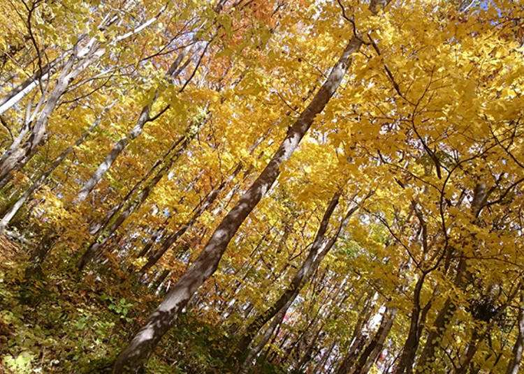 秋の紅葉もおすすめ!羊蹄山が育んだ「水の庭園」へ