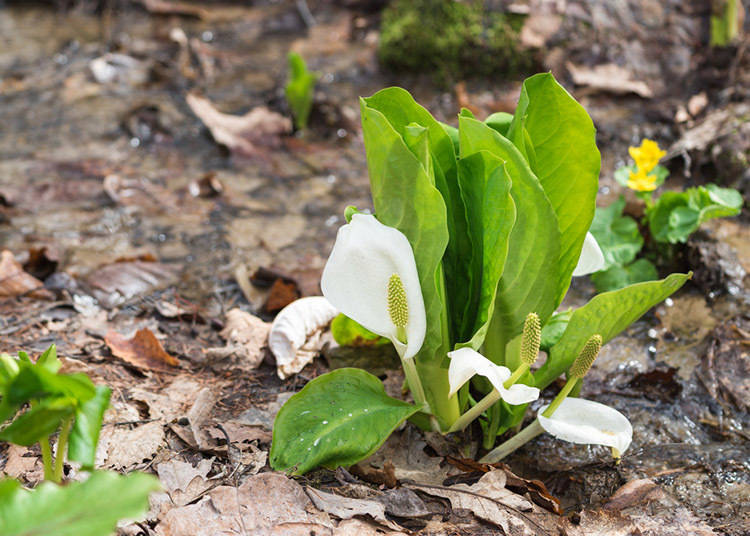What's Hokkaido like in Spring (March - May)? Average Temperature and Precipitation
