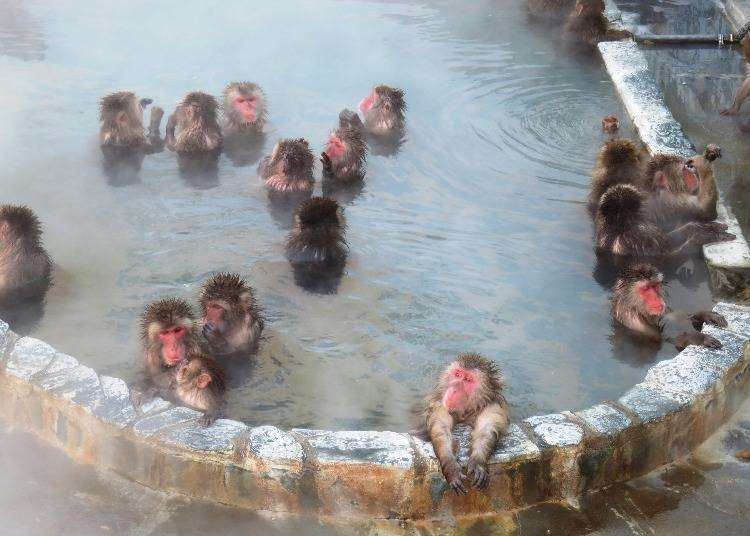 Introducing Hokkaido’s Top 7 Hot Spring Resort Areas in Noboribetsu, Lake Toya, Jozankei and More!