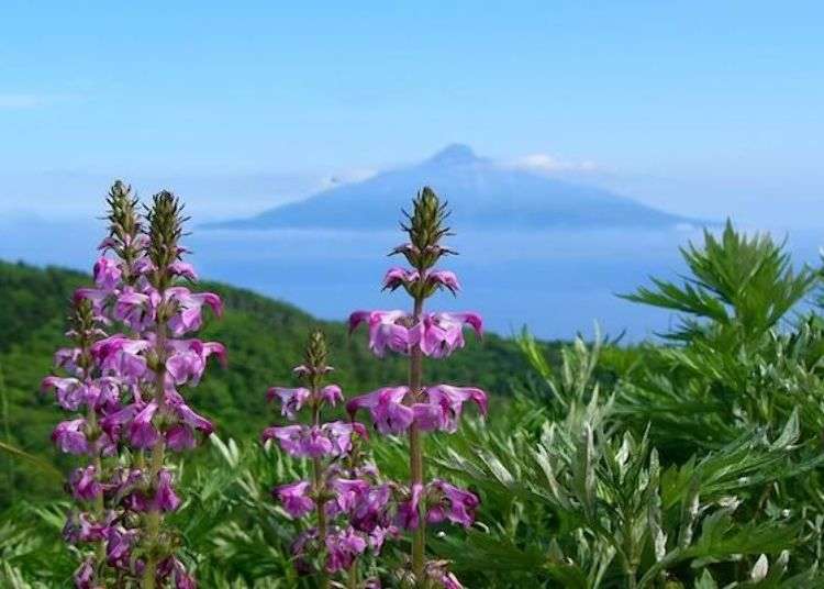 Trekking around Rebun - Japan’s “Island of Flowers”: Japanese flower guide!