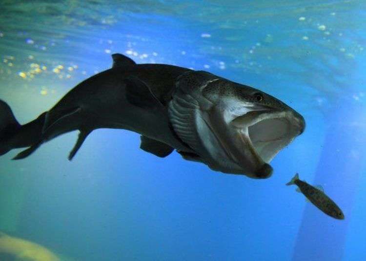Hokkaido Tour: Visiting Northern Daichi Aquarium, the World's First ‘Freezing Aquarium’!