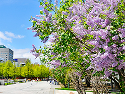 5月中旬~6月上旬 札幌紫丁香祭(さっぽろライラックまつり)