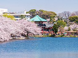 3月下旬~4月上旬 うえの 桜まつり
