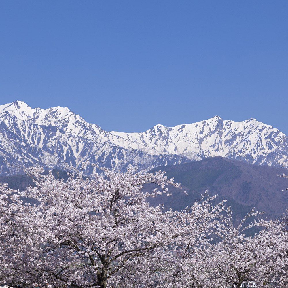 Forests & Mountains