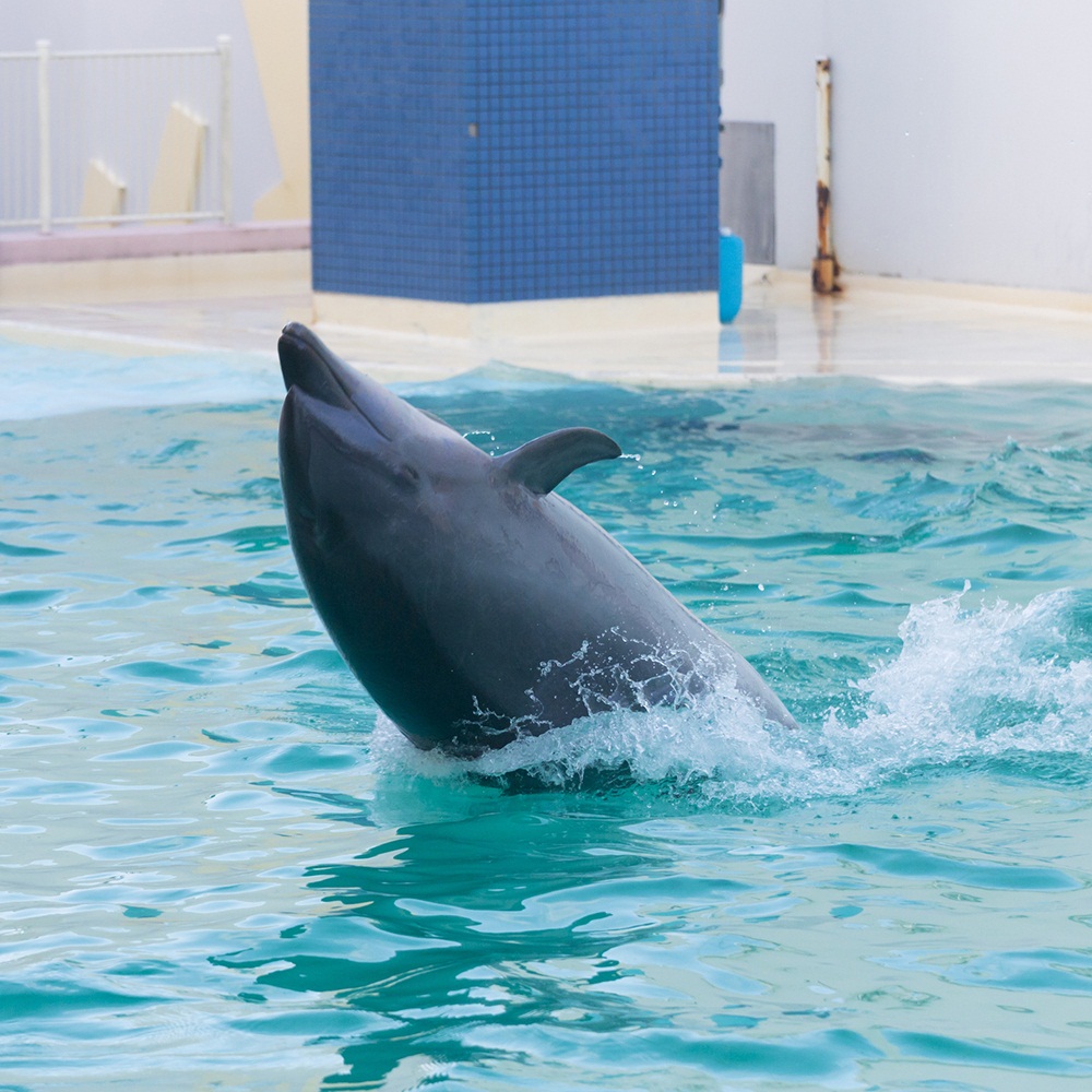 Zoos, Aquariums & Botanical Gardens