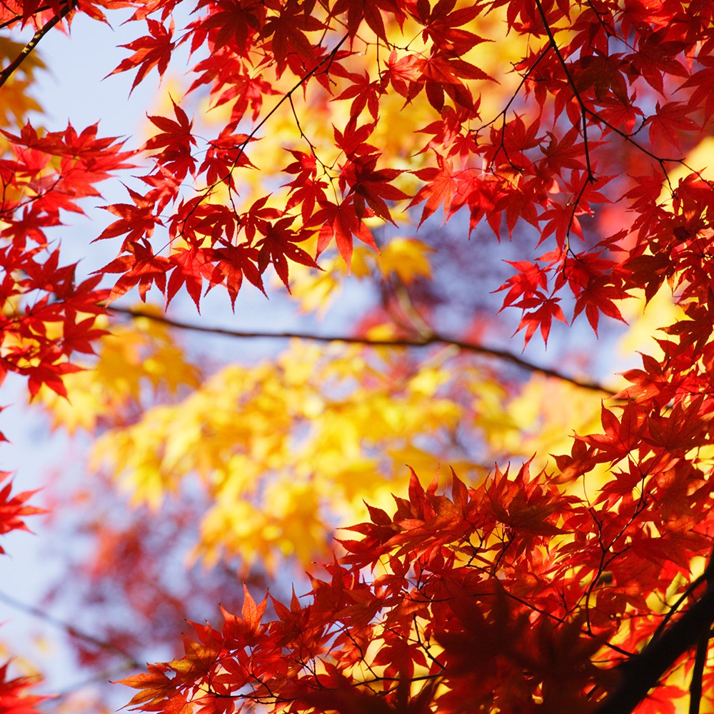 Autumn