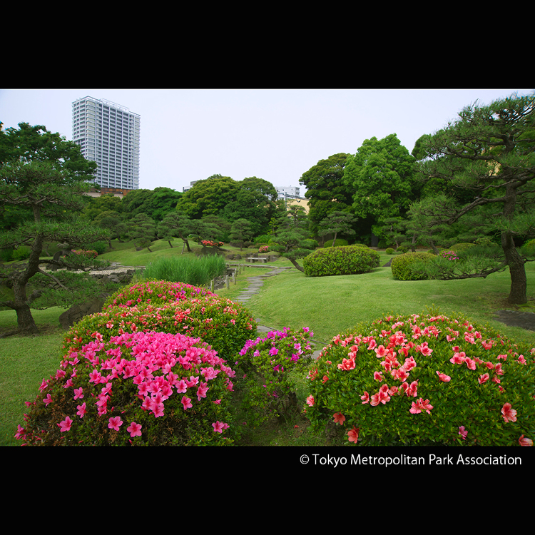 波斯菊&曼珠沙華花開的9月賞花景點 - LIVE JAPAN